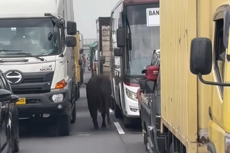 sapi, Jasa Marga, viral, kendaraan bermotor, sapi mengamuk, Dua Ekor Sapi Lepas dan Berkeliaran di Tol Japek, Begini Kronologinya