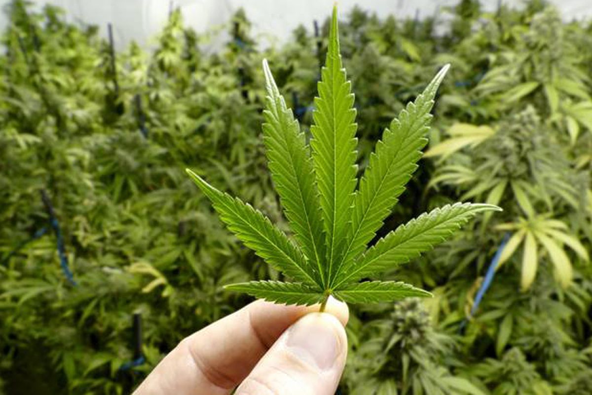 Aceh, ganja, buronan, kasus narkotika, Sumatera Utara, buron kasus narkoba, buron kasus narkoba ditangkap di aceh, Buron 10 Tahun, Terpidana Kasus 355 Kilogram Ganja Akhirnya Ditangkap di Aceh