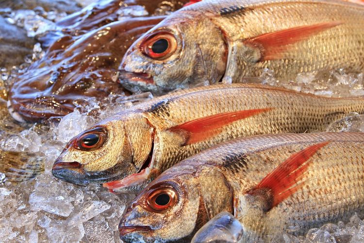 memasak telur, memasak tahu, Cara Memasak Telur, Ikan, dan Tahu Tempe agar Gizinya Tetap Terjaga