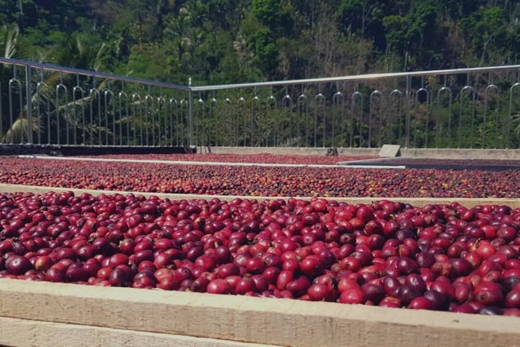 kopi, wisata kopi, 5 Destinasi di Indonesia Ini Tawarkan Pengalaman Ngopi Langsung di Kebunnya