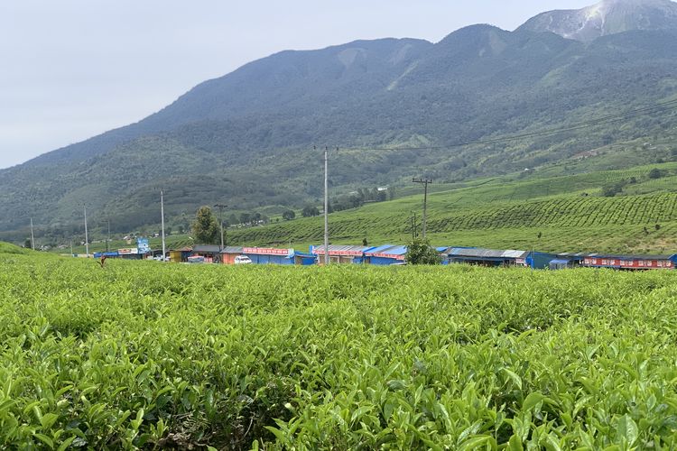 Tempat Wisata di Sumatera Barat, tempat wisata di sumatera barat yang wajib dikunjungi, tempat wisata di alahan panjang terbaru, tempat wisata di alahan panjang yang lagi hits, tempat wisata di alahan panjang sumbar, 5 Tempat Wisata di Alahan Panjang, dari Danau hingga Peternakan Sapi Perah, 1. Sirukam Dairy Farm, 2. Danau Diateh, 3. Kopi Solok Radjo, 4. Danau Dibawah, 5. Kebun Teh Alahan Panjang