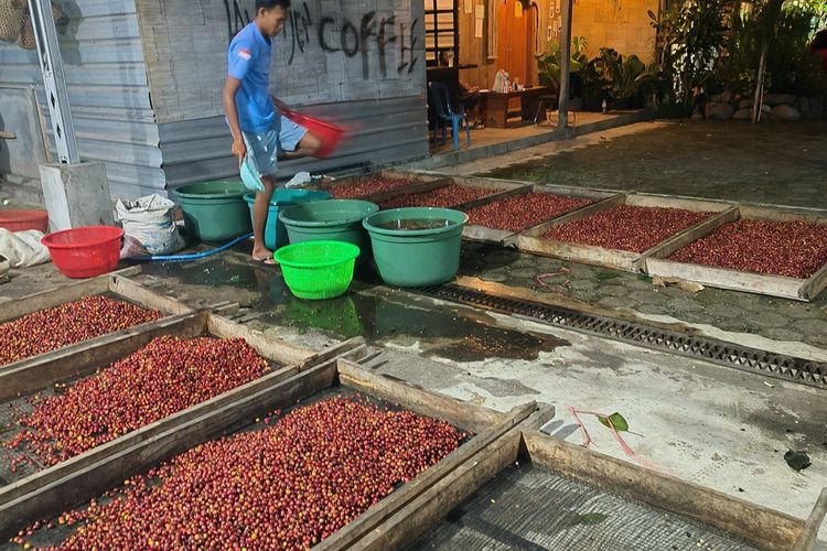 asal usul kopi ijen raung bondowoso, kopi ijen raung bondowoso ditanam di mana, harga jual kopi ijen raung bondowoso, ciri khas kopi ijen raung bondowoso, proses pascapanen kopi ijen raung bondowoso, Kopi Ijen Raung Bondowoso: Proses Pengolahan dan Harga Jual, Ciri khas kopi ijen, Kapan waktu panen kopi ijen?, Proses pengolahan pascapanen , Harga jual 