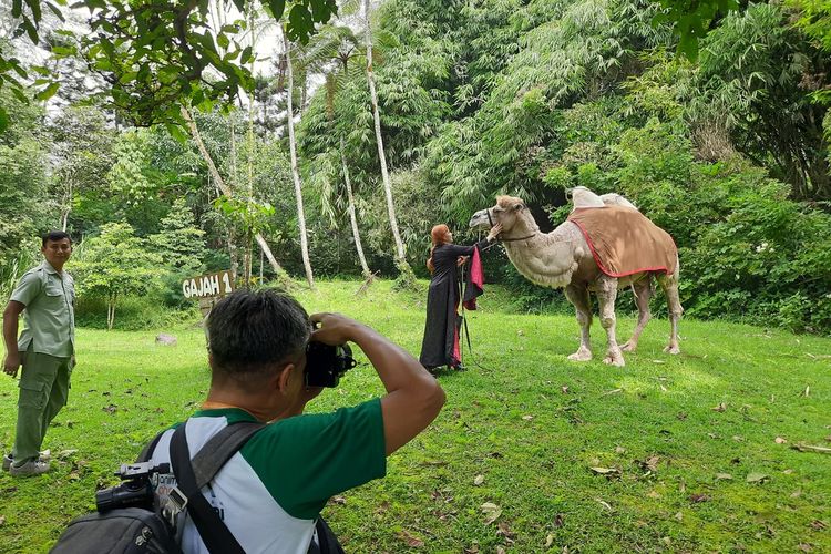 IAPVC, Taman Safari, iapvc 2025, lomba foto taman safari 2025, IAPVC 2025, Lomba Foto dari Taman Safari Berhadiah Ratusan Juta Rupiah, Total hadiah ratusan juta rupiah, Perlu observasi dan kesabaran, Enam kategori IAPVC 2025, Cara daftar IAPVC 2025