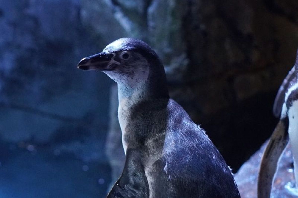 jakarta aquarium dimana, jakarta aquarium tiket, jakarta aquarium safari, jakarta aquarium dan safari, jakarta aquarium dan safari dimana, bayi penguin lahir di jakarta aquarium dan safari, jakarta aquarium di mall mana, 2 Bayi Penguin Humboldt Lahir di Jakarta Aquarium & Safari