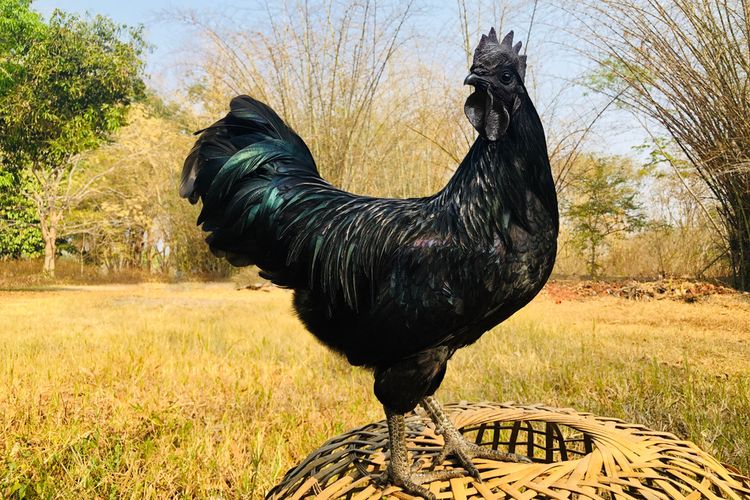 Ayam, cemani, ayam, ayam cemani, Ayam Cemani, Ayam cemani, Cemani, ayam cemani mahal, ayam cemani langka, ayam cemani hitam, ayam cemani harga, ayam cemani berasal dari mana, ayam cemani asli, Serba Hitam dan Mahal, Apa Istimewanya Ayam Cemani?, Asal Usul Ayam Cemani, Fenomena Fibromelanosis, Klasifikasi Berdasarkan Warna dan Ciri Fisik, Ayam Cemani di Dunia Internasional, Fakta Lain Ayam Cemani
