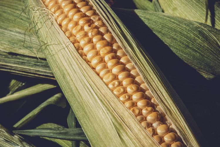 jagung manis, Cara Memilih Jagung Manis Kualitas Terbaik, Cocok untuk Semua Olahan