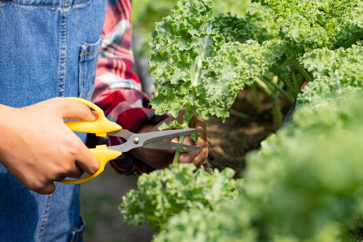 cara merebus sayuran, tips masak sayur hijau, cara merebus sayuran agar tetap hijau, cara merebus sayuran agar tidak cepat basi, cara menjaga warna sayur, Tips Masak Sayuran Hijau Tetap Segar, Tidak Layu dan Kusam, 1. Cuci sayuran dengan air mengalir sebelum dipotong, 2. Gunakan panci stainless agar warna sayur tidak berubah, 3. Rebus sayur dalam air yang benar-benar mendidih, 4. Rebus sayuran putih terlebih dahulu, 5. Tambahkan sedikit garam untuk menjaga warna, 6. Rendam sayuran di air dingin setelah direbus, 7. Jangan terlalu lama merebus