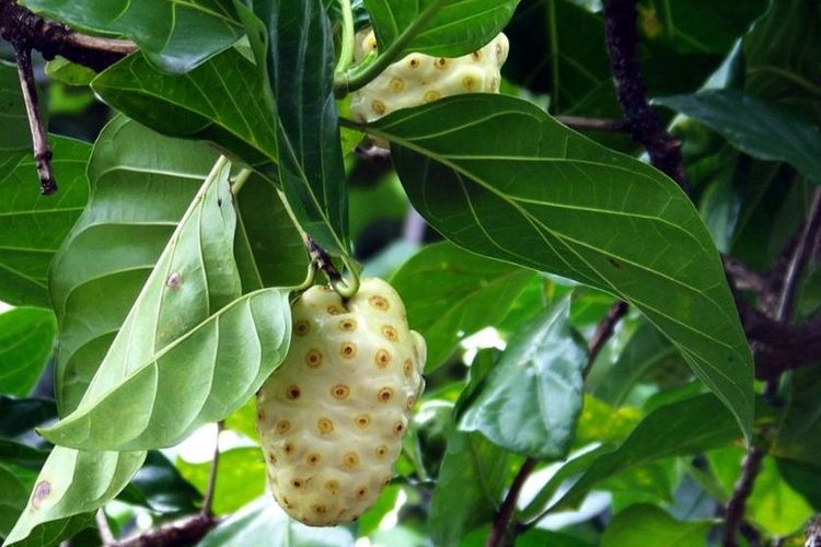 kolesterol tinggi, menurunkan kolesterol tinggi, Menurunkan kolesterol tinggi, minuman untuk kolesterol tinggi, belimbing untuk kolesterol, alpukat untuk kolesterol, belimbing wuluh untuk kolesterol, cara mengolah mengkudu untuk kolesterol, buah untuk kolesterol, 5 Resep Minuman untuk Menurunkan Kolesterol Tinggi, Pakai Buah Ini!, Jus belimbing, Air rebusan belimbing wuluh, Jus buah pepaya, Jus mengkudu
