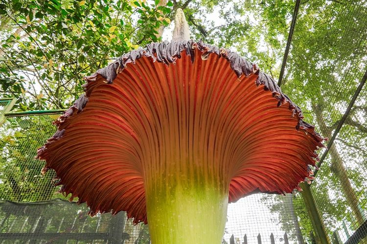 bunga bangkai, Bunga Bangkai Mekar di Agam Jadi Magnet Turis Asing