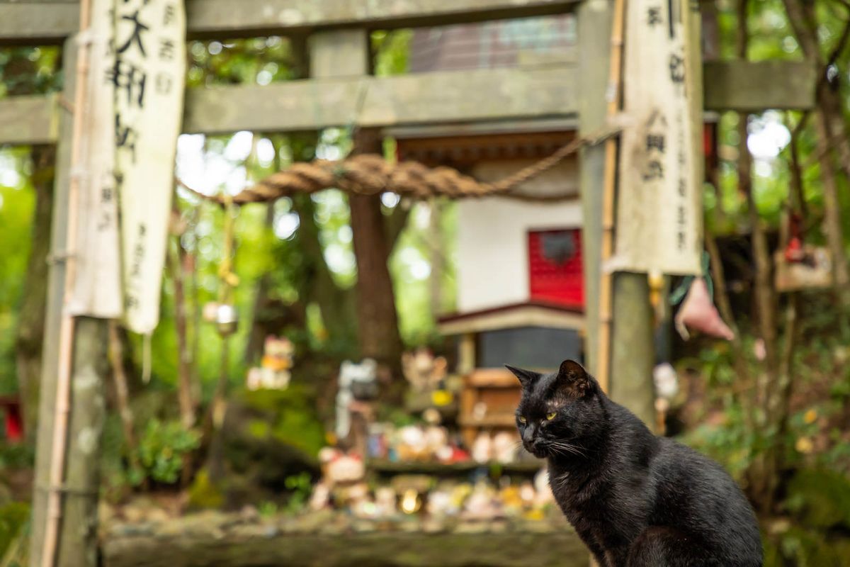 Jepang, Tashirojima, Pulau di Jepang dengan Kucing Lebih Banyak dari Manusia