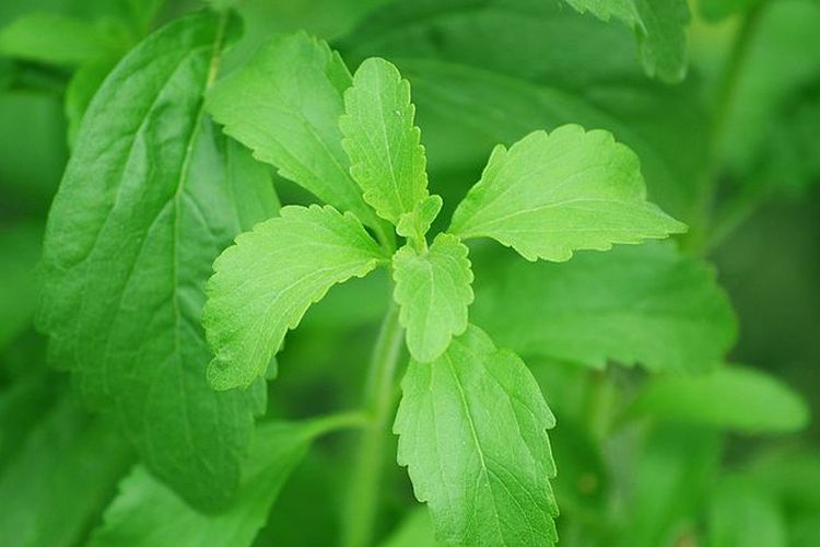 stevia, Stevia Jadi Pemanis Tersehat untuk Kopi, Ini Alasannya Menurut Ahli Gizi, Mengapa stevia jadi pemanis terbaik menurut ahli gizi?, Tiga bentuk stevia dan kegunaannya, Cara memilih stevia yang tepat, Tips menggunakan stevia untuk hasil terbaik
