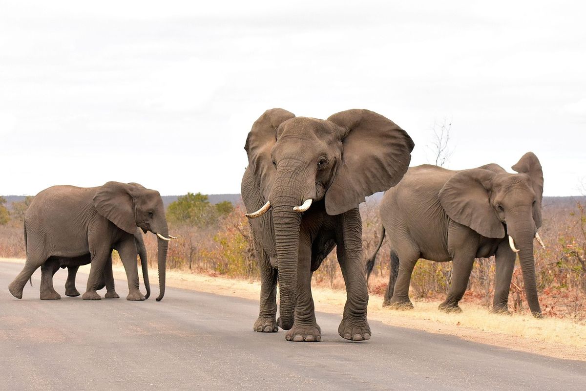 Wapres Gibran Rakabuming Raka, wisata Afrika Selatan, wapres gibran rakabuming raka, bebas visa ke afrika selatan, Bebas Visa ke Afrika Selatan, Ini Objek Wisata yang Bisa Dikunjungi, 1. Cape Town, 2. Johannesburg, 3. Kruger National Park, 4. Durban