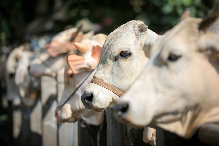 Kementan Data 778.922 Ternak Unggas hingga Sapi Terdampak Bencana Sumatera