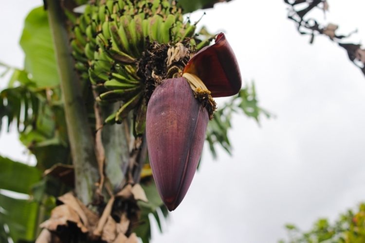 pisang, pohon pisang, 5 Bagian Pohon Pisang yang Bisa Dimakan Selain Buahnya