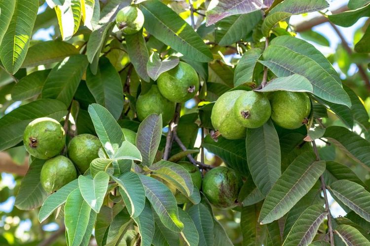 Asam lambung, asam lambung, minuman herbal untuk asam lambung, racikan herbal asam lambung, minuman asam lambung, Asam Lambung, jahe untuk asam lambung, 6 Racikan Minuman Herbal untuk Asam Lambung, Salah Satunya Jahe!, Wedang jahe sederhana, Air rebusan kunyit, Jus kurma, Air lemon hangat, Teh daun jambu biji, Ramuan temulawak dan jahe 