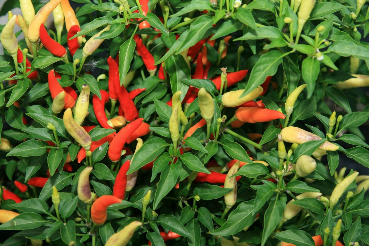 6 Tanaman Pendamping Cabai yang Membuat Panen Melimpah, Apa Saja?, 1. Kemangi, 2. Wortel, 3. Marigold, 4. Ketumbar, 5. Bawang, 6. Bayam