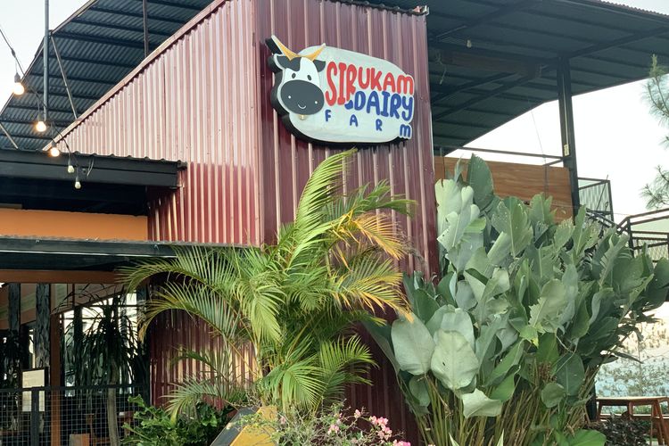 peternakan susu modern terbesar di Sumatera Barat, sirukam dairy farm solok, sirukam dairy farm buka jam berapa, peternakan susu modern terbesar di sumatera barat, Ini Wisata Edukasi Peternakan Susu Modern Terbesar di Sumatera Barat