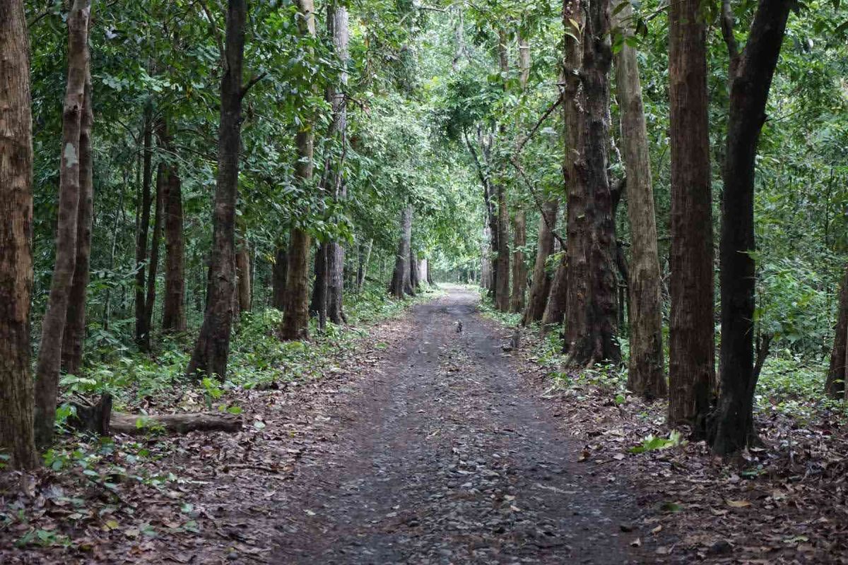 Alas Purwo, Jalajah Alas Purwo: Hutan Tertua, Cerita Kawasan Ghaib, dan Pura Kawitan