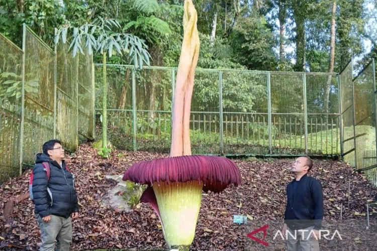 Kebun Raya Cibodas, Wisata Cibodas, Harga Tiket Kebun Raya Cibodas Tak Berubah, Berapa?