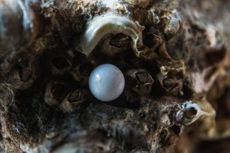 perhiasan mutiara, harga mutiara, mutiara air laut, mengapa mutiara air laut mahal, alasan mutiara mahal, harga mutiara air laut mahal, harga mutiara air laut, harga mutiara air tawar, harga mutiara kerang, 5 Alasan Harga Mutiara Air Laut Lebih Mahal dari Mutiara Air Tawar, 1. Waktu panen lebih lama, 2. Kuantitas panen lebih sedikit, 3. Budidaya di laut lebih sulit, 4. Kualitas bentuk dan kilau , 5. Warna alami yang langka