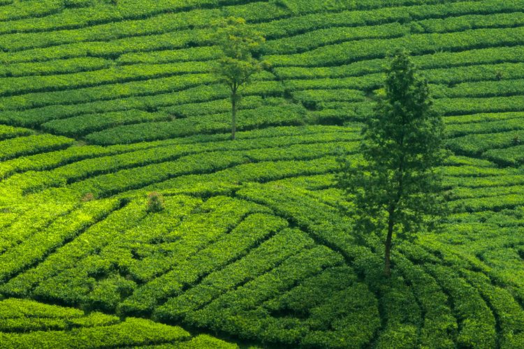 kebun teh, Jawa Tengah, wahana, wisata, 5 Wisata Kebun Teh Kekinian di Jawa Tengah yang Punya Wahana Seru, 1. Kebun Teh Kemuning (Karanganyar), 2. Kebun Teh Kaligua (Brebes), 3. Kebun Teh Tambi (Wonosobo), 4. Kebun Teh Medini (Kendal), 5. Kebun Teh Pagilaran (Batang)