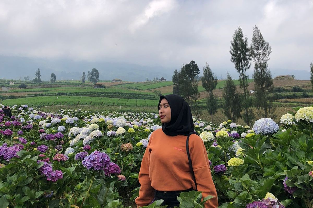Kota Batu, Wisata Kota Batu, brakseng batu, Pesona Hortensia Brakseng, Surga Bunga Viral di Puncak Kota Batu