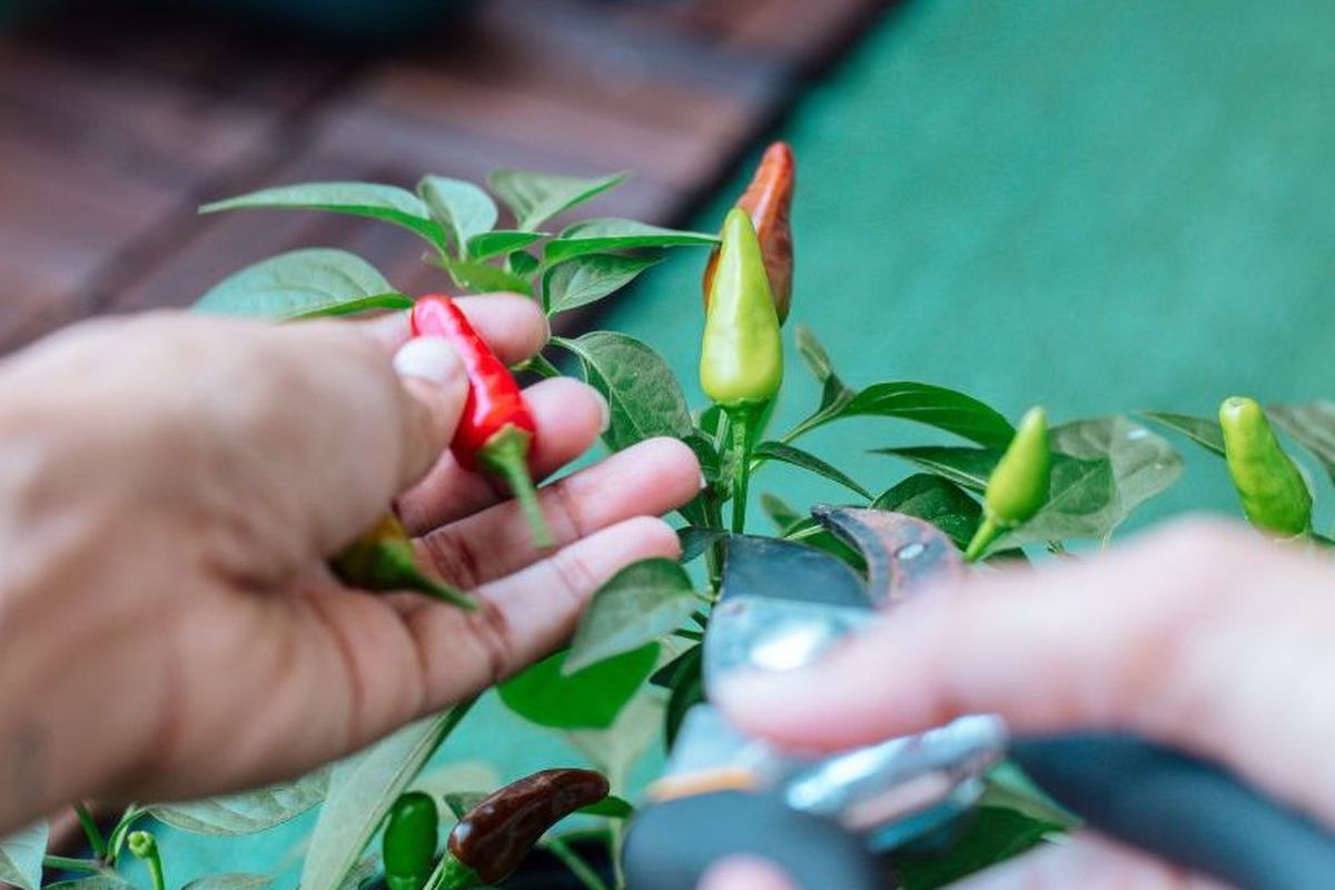 biji cabai, Cara menanam cabai, cara menanam cabai, tanaman cabai, cara menanam cabai dari biji, cara menanam cabe di pekarangan rumah, Cara Menanam Cabai dari Sisa Dapur, Cukup di Pekarangan Rumah Bisa Tumbuh Subur