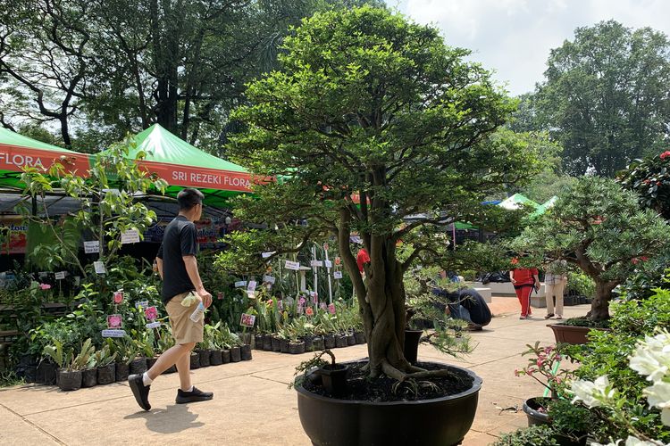 pameran flona di lapangan banteng 2025, pameran flona 2025, harga tanaman di pameran flona 2025, harga hewan peliharaan pameran flona 2025, bujet belanja di pameran flona 2025, Belanja Tanaman dan Hewan di Pameran Flona 2025, Segini Kisaran Harganya, Harga tanaman hias di Pameran Flona 2025, Harga bonsai puluhan juta, Harga tanaman buah dan sayur, Harga hewan peliharaan