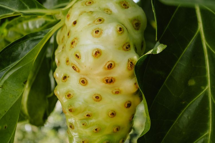Asam urat, asam urat, minuman herbal, Asam Urat, air lemon, Minuman untuk asam urat, minuman asam urat, 7 Cara Membuat Minuman Herbal untuk Asam Urat, Lengkap dengan Referensi Ahli, 1. Cara membuat minuman dari daun salam, 2. Cara membuat minuman dari seledri, 3. Cara membuat minuman dari air lemon, 4. Cara membuat minuman dari tempuyung, 4. Cara membuat minuman dari meniran, 5. Cara membuat minuman dari sirsak, 6. Cara membuat minuman dari mengkudu, 7. Cara membuat minuman dari daun kemangi