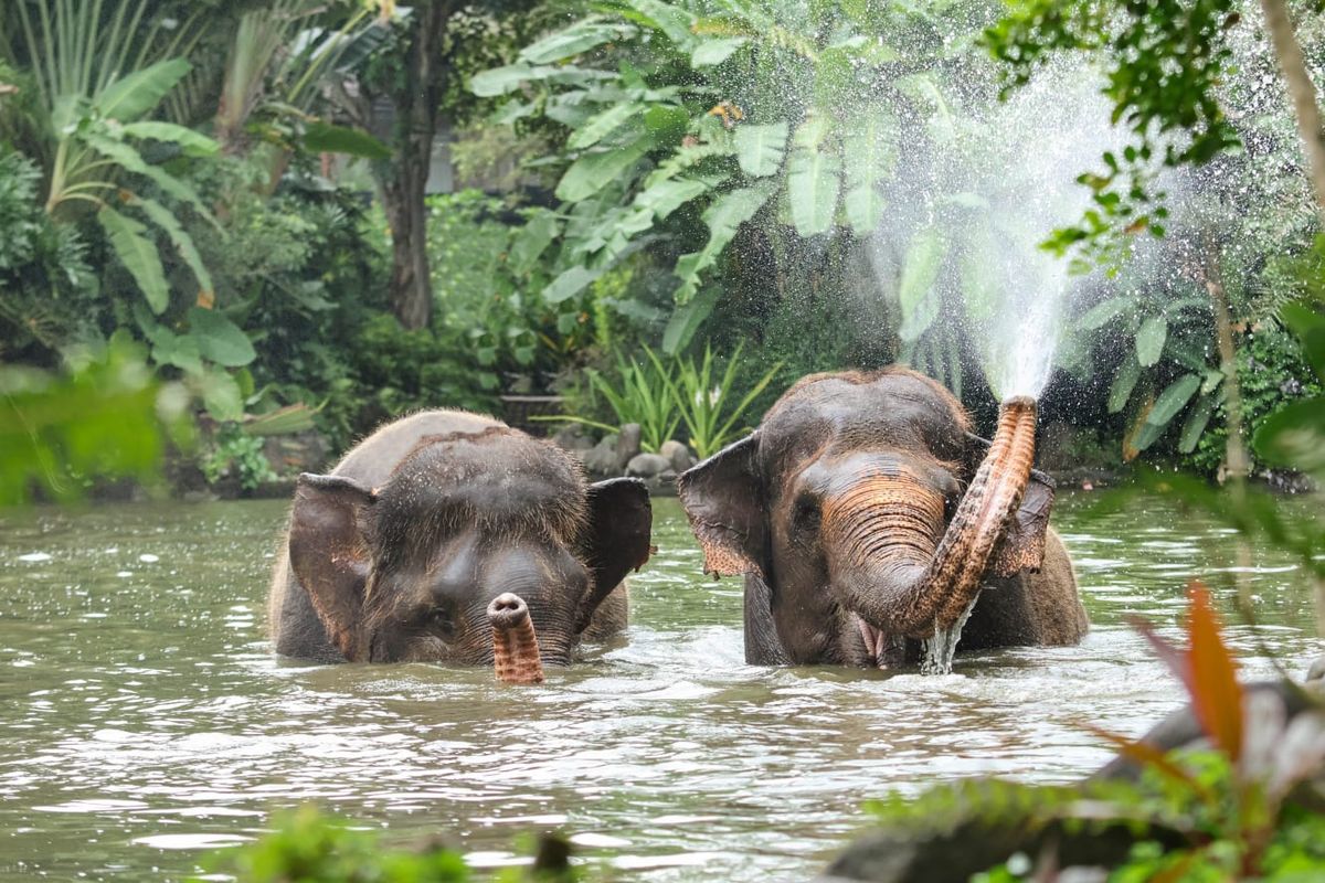 gajah, Bali Zoo, Bali Zoo Resmi Hentikan Aktivitas Gajah Tunggang Per 1 Januari 2026