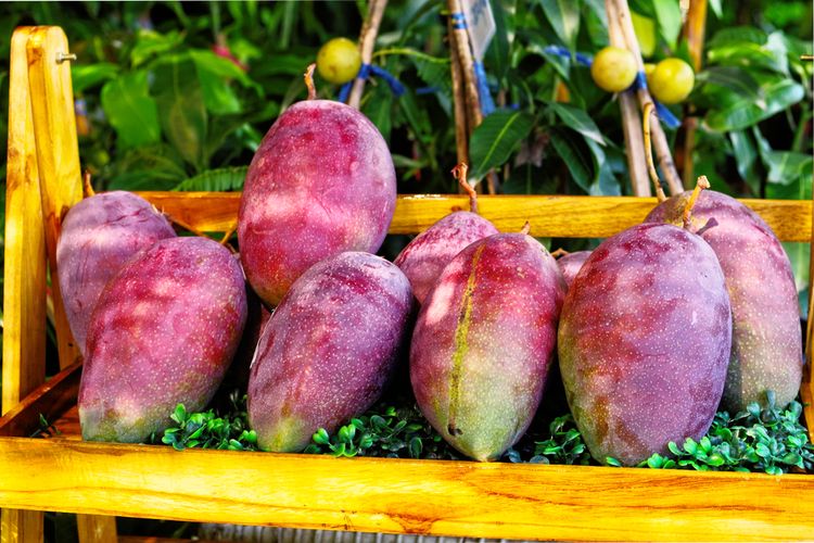 buah mangga, mangga, manfaat mangga muda, fakta menarik mangga, fakta menarik buah mangga, fakta menarik tentang mangga, asal buah mangga, mangga terbesar di dunia, mangga dari India, Asal-usul dan Fakta Menarik Buah Mangga yang Jarang Diketahui, Ternyata Bukan dari Indonesia, 1. Asal-usul Buah Mangga dari India, 2. Ada Varietas Mangga Berwarna Ungu, 3. Mangga Mengandung Lebih Banyak Vitamin C daripada Jeruk, 4. Tanaman Mangga Bisa Menjadi Racun jika Tidak Hati-hati, 5. Mangga Muda Jadi Favorit Ibu Hamil, 6. Mangga Terbesar di Dunia Berasal dari Filipina