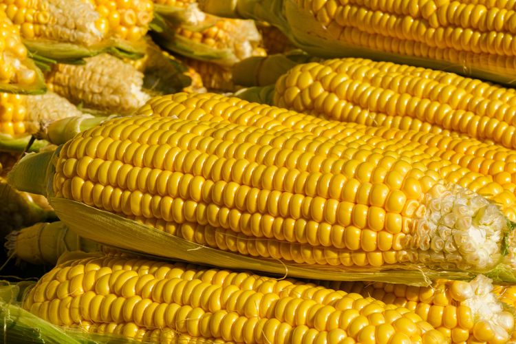 jagung, cara memilih jagung, Cara Memilih dan Menyimpan Jagung Mentah agar Segar dan Tahan Lama, 1. Pilih jagung yang masih utuh, 2. Biji besar, montok, dan tersusun rapat, 3. Tekstur butiran tidak lembek, 4. Tidak terlalu muda atau terlalu tua, 5. Air jagung berwarna putih susu, 1. Jangan simpan jagung di tempat panas, 2. Hindari paparan matahari langsung, 3. Bungkus dengan plastik sebelum disimpan, 4. Jangan kupas kulit jagung sebelum dimasak