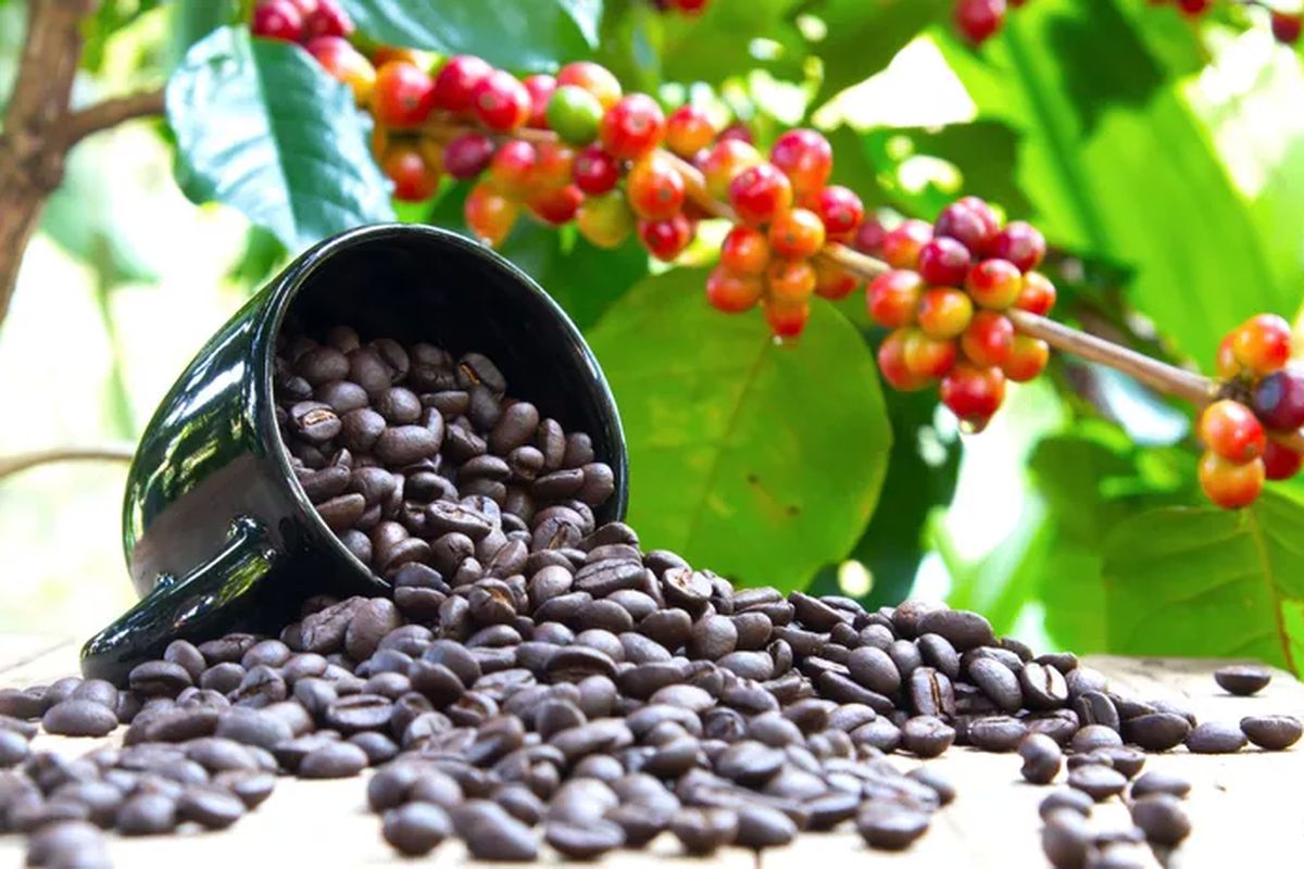 cokelat, kopi, kopi indonesia, produk makanan, taste atlas award, kopi premium, taste atlas, Taste and Create with Australia adalah, Produk Makanan Indonesia Terbaik, produk makanan terbaik di indonesia, kopi premium indonesia, 10 Produk Makanan Indonesia Terbaik Versi TasteAtlas, Ada Cokelat hingga Kopi Premium, 2. Gayo Kopi – Arabica Luwak Coffee, Rating 4.9, 3. Akasa Coffee – Honey Process, Rating 4.8, 4. Altar Resources – Quinta de Sao Miguel Do Seixo Early Harvest EVOO Gourmet, Rating 4.7, 5. Junglegold Bali – Bali 100% Cacao, Rating 4.7, 6. Wahana Estate – Indonesia Sumatra Sidikalang, Rating 4.7, 7. Seven Bisa Coffee — Java Preanger Pure Arabica, Rating 4.7, 8. Toarco Toraja – Sulawesi Toraja Peaberry, Rating 4.6, 9. Puntang Coffee – Arabica Wine, Rating 4.6, 10. El’s Coffee – Kopi Lampung, Rating 4.6
