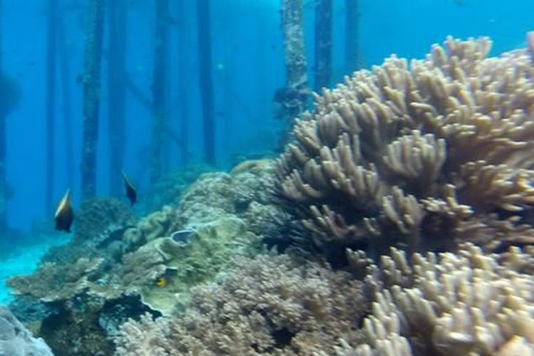 Raja Ampat, 7 Spot snorkeling terbaik di Raja Ampat, 7 spot snorkeling terbaik di Raja Ampat, raja ampat, Wisata Raja Ampat, 7 Spot Snorkeling Terbaik di Raja Ampat, 7 Spot Snorkeling Terbaik di Raja Ampat dan Mengapa Kita Harus Menjaganya, 1. Pulau Arborek, 2. Desa Yenbuba, 3. Desa Sawandarek, 4. Pulau Friwen, 5. Pulau Kri, 6. Manta Sandy, 7. Teluk Kabui 