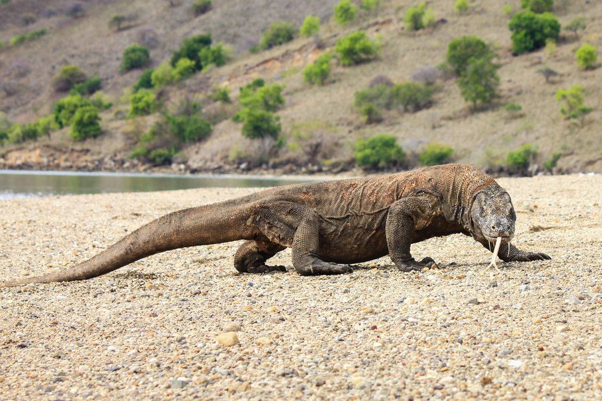 Nusa Tenggara Timur, TN Komodo, Taman Nasional Komodo, Kuota 1.000 Wisatawan di TN Komodo Bakal Dievaluasi 3 Bulan Lagi