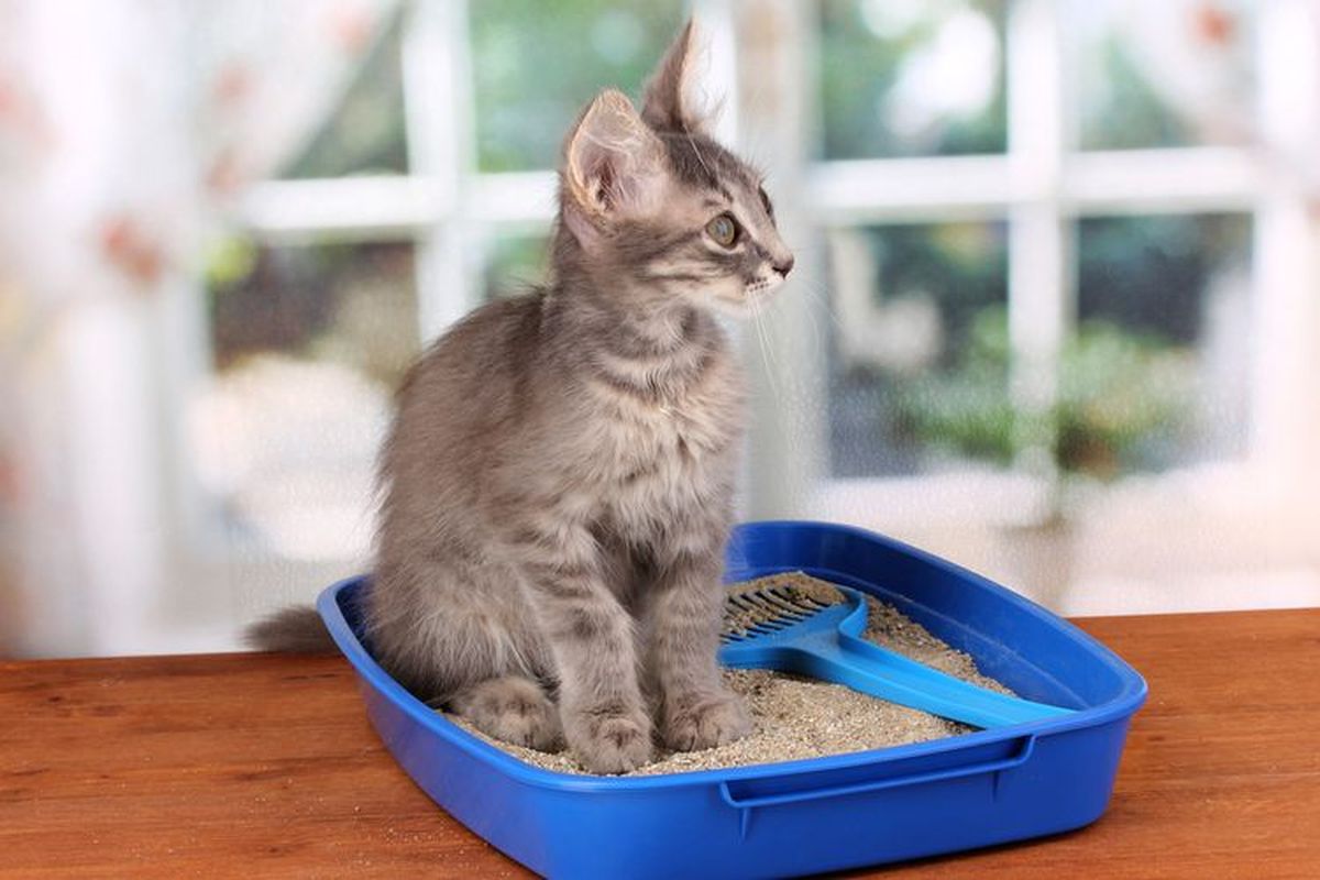 kucing, kencing kucing, Kencing kucing, Kucing, Kencing Kucing, Menghilangkan bau kencing kucing, bau kencing kucing, cara membersihkan kencing kucing, cara membersihkan kencing kucing di lantai, menghilangkan bau pesing kucing, membersihkan kencing kucing, Cara Membersihkan Kencing Kucing, Tips Menghilangkan Bau dan Noda Secara Tuntas, Langkah Pertama, Bersihkan Sebanyak Mungkin Urin Kucing, Pilihan Pembersih Ampuh Penghilang Bau Kencing Kucing, Tips Membersihkan Kencing Kucing dari Pakaian dan Seprai, Harus Dihindari Saat Membersihkan Kencing Kucing, Kenapa Kucing Bisa Buang Air di Luar Kotak Pasir?
