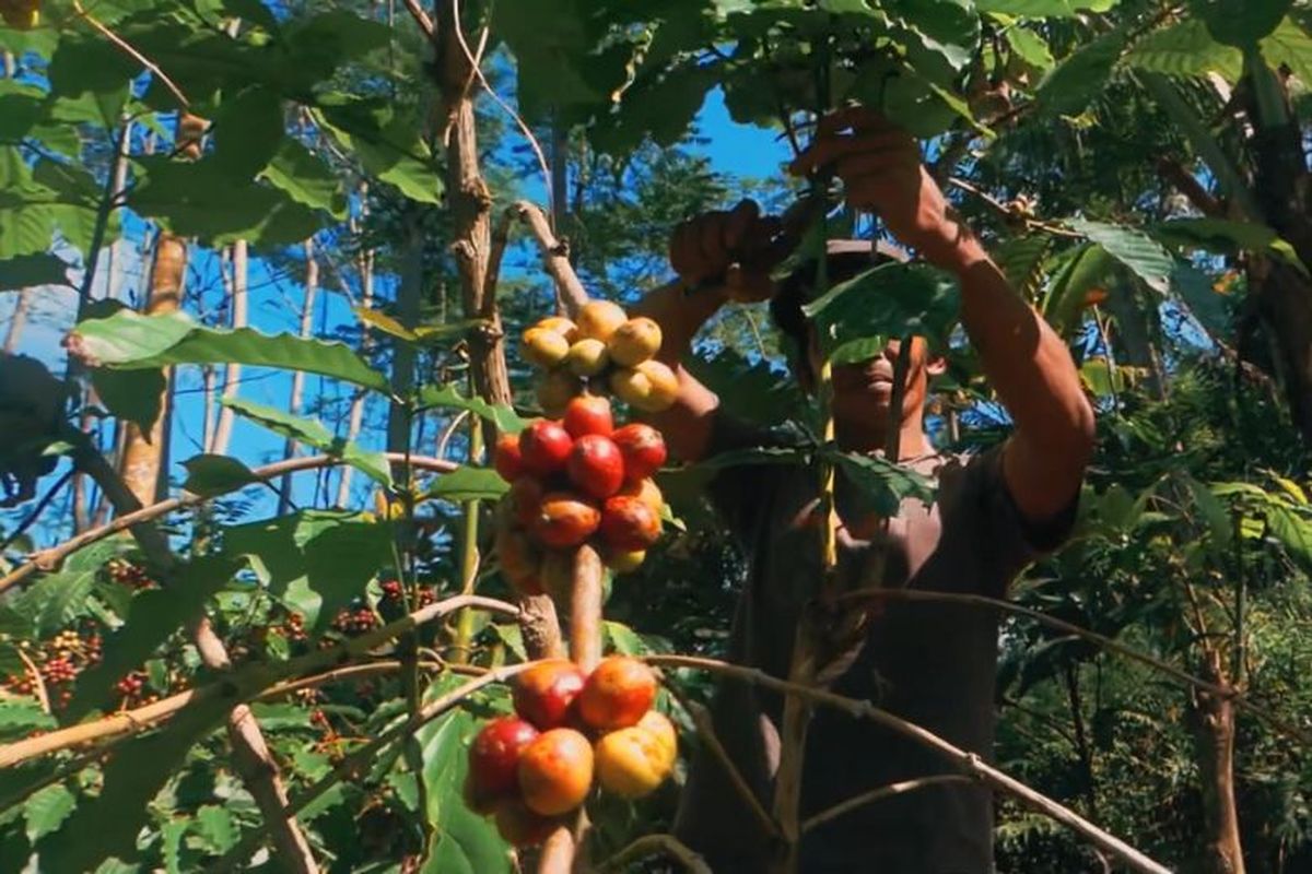 Harga kopi petik merah, apa itu kopi petik merah, kenapa petani kopi pilih petik hijau, Apakah petani kopi menjanjikan, perbedaan panen kopi petik merah dan hijau, Banyak Petani Enggan Panen Buah Kopi Merah Matang, Ini Alasannya