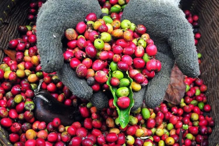 kopi, Sejarah Kopi, Hari Kopi Sedunia, Sejarah Kopi, dari Kisah Penggembala Kambing di Ethiopia hingga Mendunia, Sejarah kopi, berawal dari legenda di Ethiopia, Lahirnya kedai kopi pertama, Kopi menyebar ke seluruh dunia, Kopi di era modern