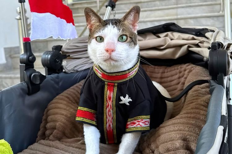 tenun Tanimbar, bobby kertanegara kucing prabowo, hut ke 80 ri, bobby kartanegara, gaya bobby kartanegara, kucing motif batik, 6 Gaya Bobby Kertanegara, Kucing Prabowo yang Selalu Tampil Modis, 1. Gaya militer dengan kemeja loreng, 2. Santai dengan kemeja pastel, 3. Batik merah, 4. Batik ungu, 5. Batik cokelat, 6. Tenun ikat tanimbar