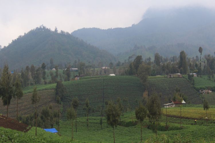 Desa, Wisata Indonesia, 5 Desa Wisata Tertinggi di Indonesia dengan Lanskap Pemandangan Indah, 1. Desa Sembungan, Wonosobo, 2. Desa Ranupani, Lumajang, 3. Kampung Bena Inerie, Nusa Tenggara Timur, 4. Desa Argosari, Lumajang, 5. Desa Wisata Wae Rebo, Flores