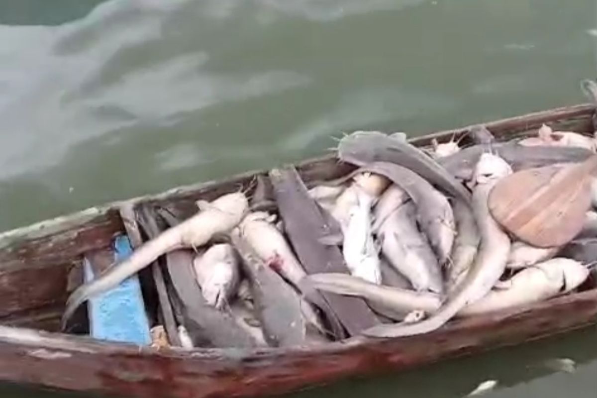 Sayung Demak, sayung demak, ribuan ikan mati di sayung, ribuan ikan mati di demak, penyebab ribuan ikan mati di sayung, 4 Dugaan Penyebab Ribuan Ikan Mati di Perairan Sayung Demak, Apa Saja?