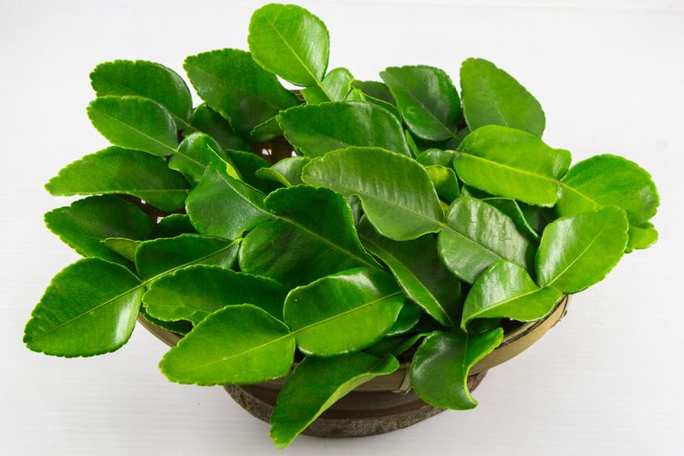 Jengkol, cara hilangkan bau jengkol, Cara Hilangkan Bau dan Rasa Pahit Jengkol, cara hilangkan pahit jengkol, Cara Hilangkan Bau dan Rasa Pahit Jengkol, Makin Nikmat Dikonsumsi, Menggunakan daun salam, Rendam dengan air kapur sirih, Rebus dengan air kapur sirih, Rebus dengan abu gosok, Menggunakan daun jeruk, Rebus dengan daun jambu biji dan daun teh
