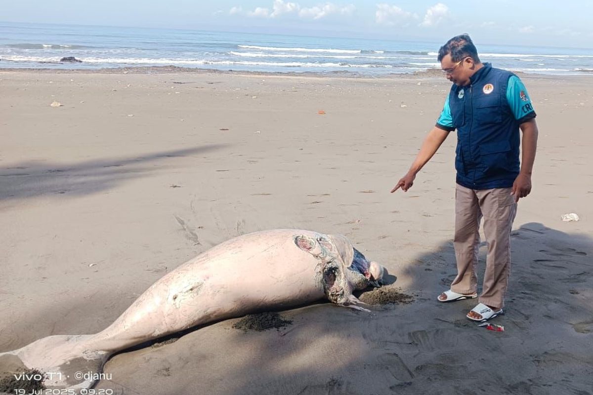 dugong, Dugong, Bali, Dugong Berperan dalam Ekosistem dan Mitigasi Iklim, dugong terdampar, Dugong Betina Terdampar Mati di Pantai Jembrana, Dugong Betina Sepanjang 2,5 Meter Terdampar Mati di Pantai Jembrana
