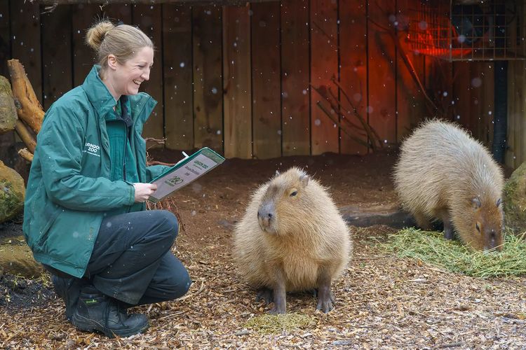 Kebun binatang, London Zoo, London Zoo Inggris Bakal Bolehkan Pengunjung Lihat Operasi Hewan