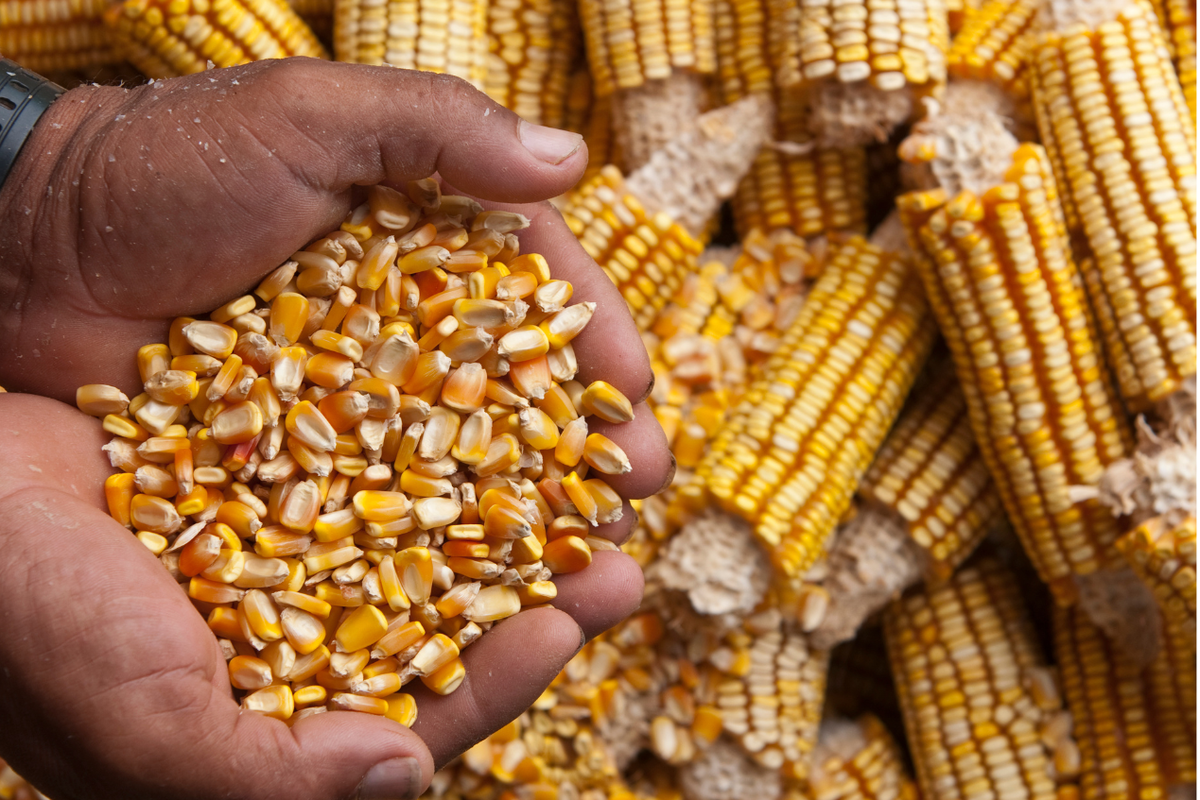 harga pangan, harga pangan sulsel, harga pangan di Sulawesi selatan, harga Pangan di Sulsel, harga Pangan di Sulawesi Selatan Hari ini, harga pangan di Sulsel hari ini, Harga Pangan Sulawesi Selatan 19 Juni 2025: Beras hingga Daging Sapi Naik, Minyak Goreng Stabil