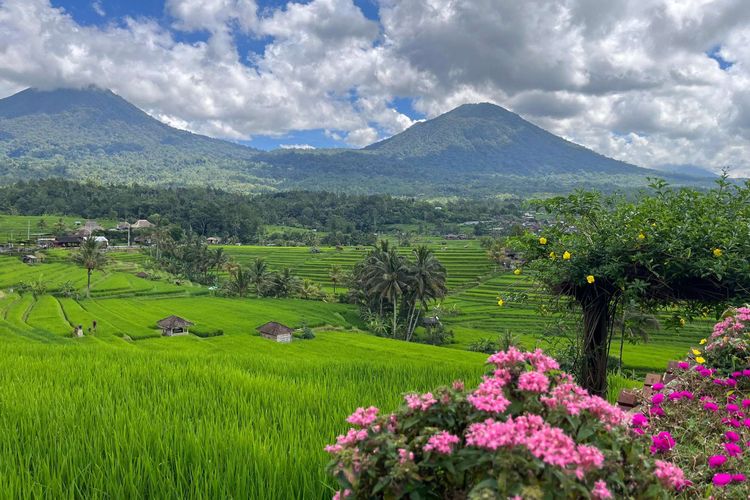 DTW Jatiluwih, wisatawan mancanegara, wisatawan nusantara, long weekend, Kunjungan Wisatawan ke Jatiluwih Bali Melonjak Saat Long Weekend Kenaikan Yesus Kristus
