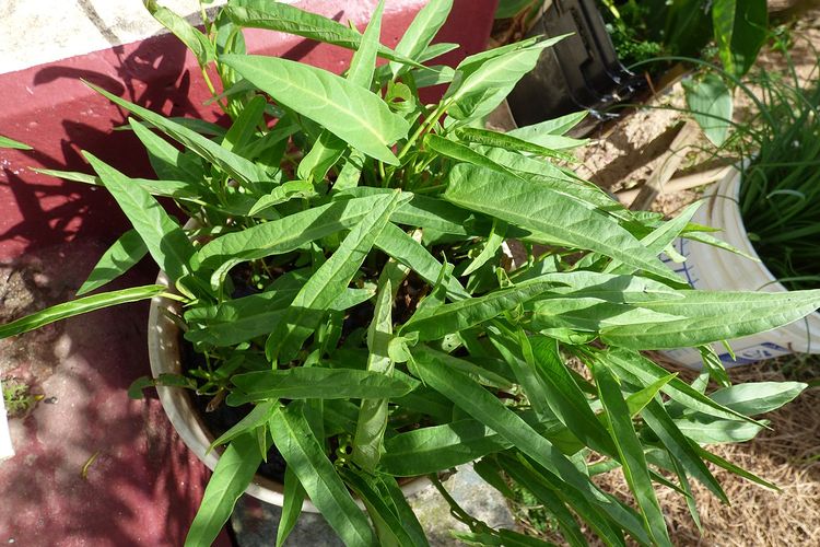 resep cah kangkung, resep cah kangkung ala restoran, resep cah kangkung terasi, resep cah kangkung ala chinese food, cah kangkung taoco, Resep Cah Kangkung, Ini Triknya agar Tetap Hijau dan Renyah