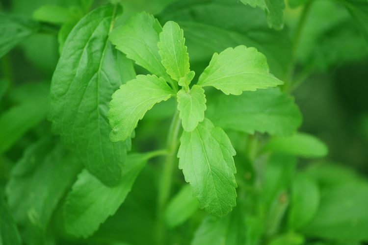 stevia, stevia adalah, Apakah Stevia Lebih Baik dari Gula, Sama-sama Manis, Apakah Stevia Lebih Baik dari Gula?, Penggunaan stevia, Kandungan gizi stevia, Manfaat kesehatan stevia, Apakah stevia lebih baik dari gula?, Kesimpulan