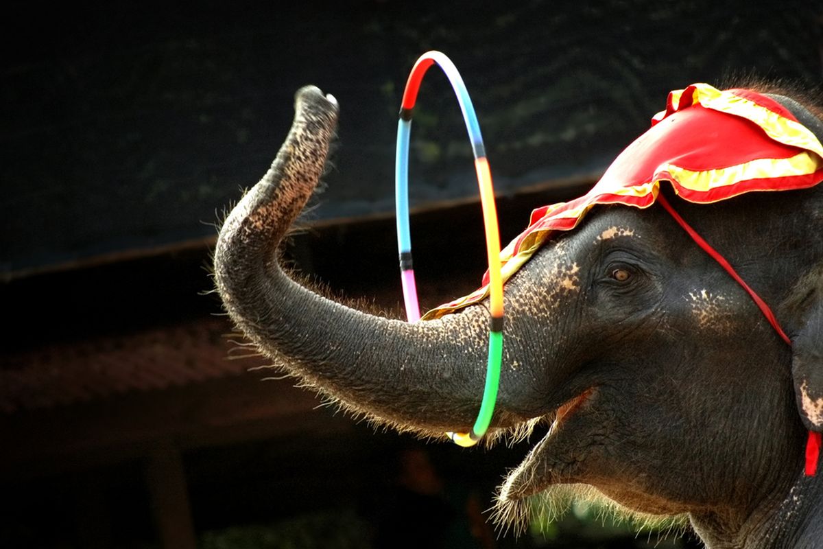 Bali Zoo, Bali Zoo Hentikan Aktivitas Naik Gajah Mulai 1 Januari 2026, Netizen Memuji, Sejahterakan satwa dan perilaku alami, Wisata edukatif dan lebih etis, Populasi gajah di Bali Zoo, Respons positif warganet