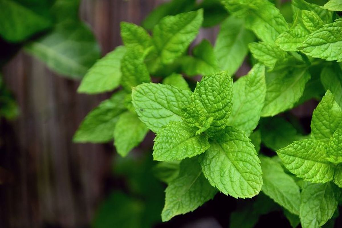 mata panda, daun mint, Bumbu dapur untuk mata panda, Tak Cuma Jadi Bahan Masakan, Bumbu Dapur Ini Bisa Hilangkan Mata Panda